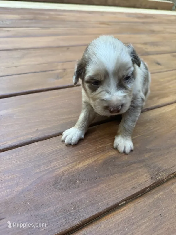 Hawk – Australian Shepherd puppy for sale in Forsyth, GA