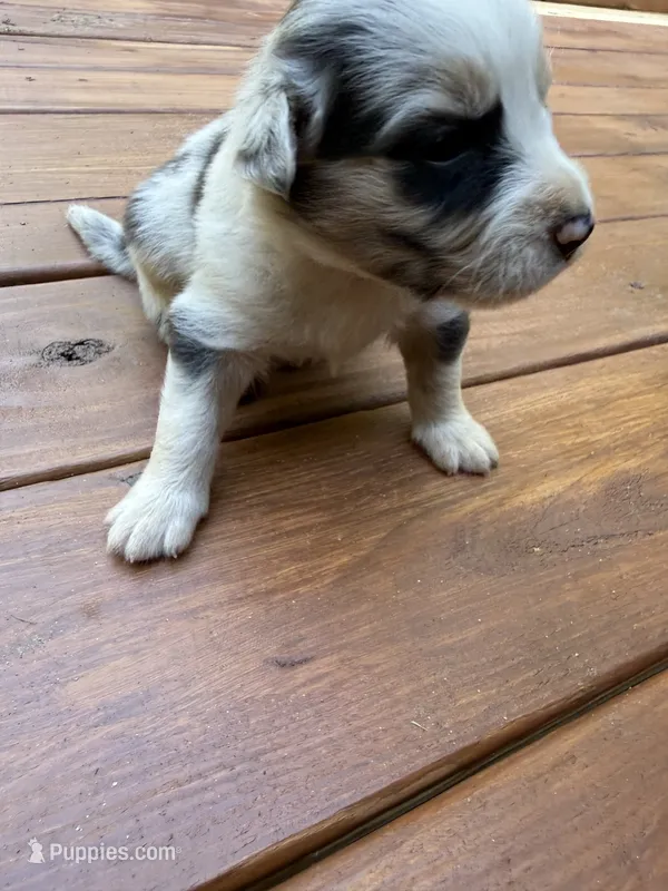 Cow – Australian Shepherd puppy for sale in Forsyth, GA
