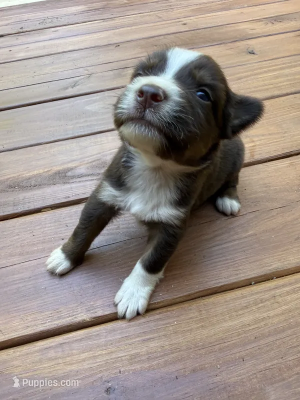 Caramel – Australian Shepherd puppy for sale in Forsyth, GA