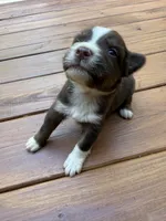 Caramel, a female Australian Shepherd for sale in Forsyth, GA – 1 of 2