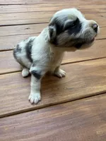 Cow, a male Australian Shepherd for sale in Forsyth, GA – 2 of 2