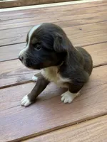 Caramel, a female Australian Shepherd for sale in Forsyth, GA – 2 of 2