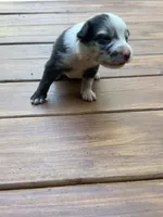 Panda, a female Australian Shepherd for sale in Forsyth, GA – 1 of 2
