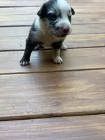 Panda, a female Australian Shepherd for sale in Forsyth, GA – 2 of 2