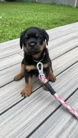 Kanan, a male Rottweiler for sale in Bel Air, MD – 3 of 3