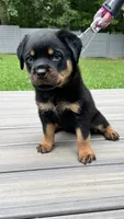 Latto, a female Rottweiler for sale in Bel Air, MD – 1 of 3