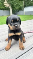 Kanan, a male Rottweiler for sale in Bel Air, MD – 2 of 3