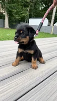 Nubbz, a male Rottweiler for sale in Bel Air, MD – 3 of 3