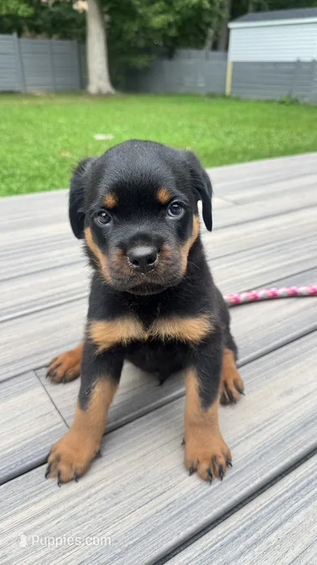 Kanan – Rottweiler puppy for sale in Bel Air, MD