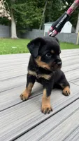 Latto, a female Rottweiler for sale in Bel Air, MD – 3 of 3