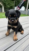 Latto, a female Rottweiler for sale in Bel Air, MD – 2 of 3