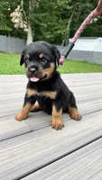 Nubbz, a male Rottweiler for sale in Bel Air, MD – 2 of 3