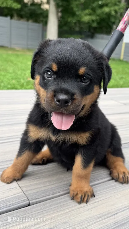 Nubbz – Rottweiler puppy for sale in Bel Air, MD