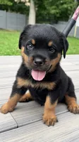 Nubbz, a male Rottweiler for sale in Bel Air, MD – 1 of 3