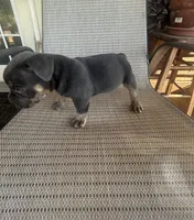 Blue Tri Male, a male American Bully for sale in Lamar, MO – 2 of 4
