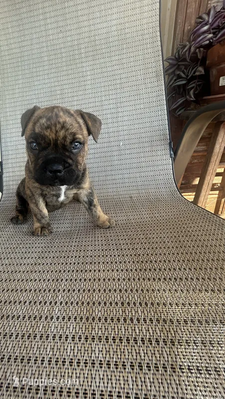 Brindle Female – American Bully puppy for sale in Lamar, MO