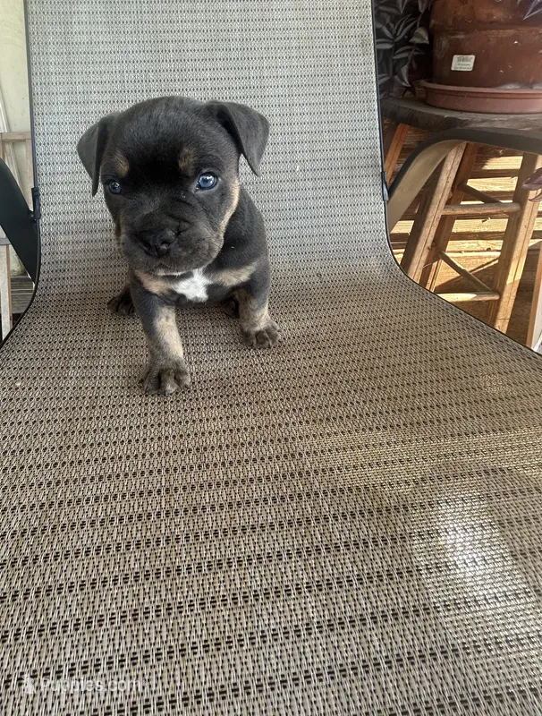 Blue Tri Male – American Bully puppy for sale in Lamar, MO
