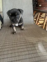 Blue Tri Male, a male American Bully for sale in Lamar, MO – 1 of 4