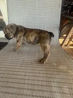 Brindle Female, a female American Bully for sale in Lamar, MO – 2 of 4