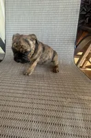 Brindle Female, a female American Bully for sale in Lamar, MO – 3 of 4