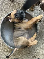 Fawn Female, a female American Bully for sale in Lamar, MO – 3 of 4