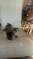 Blue Male, a male American Bully for sale in Lamar, MO – 2 of 4