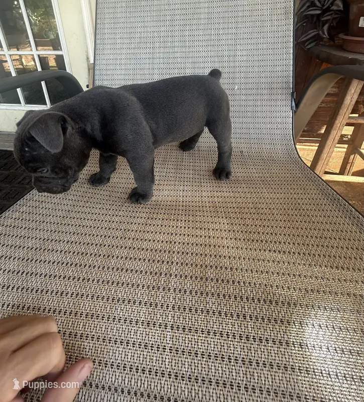 Blue Female – American Bully puppy for sale in Lamar, MO
