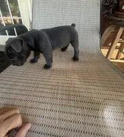 Blue Female, a female American Bully for sale in Lamar, MO – 1 of 4