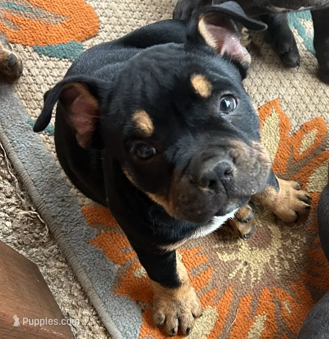 Diva  – American Bully puppy for sale in Lamar, MO