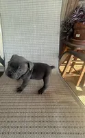 Blue Male, a male American Bully for sale in Lamar, MO – 3 of 4