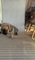Fawn Female, a female American Bully for sale in Lamar, MO – 2 of 4