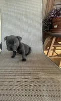 Blue Male, a male American Bully for sale in Lamar, MO – 4 of 4