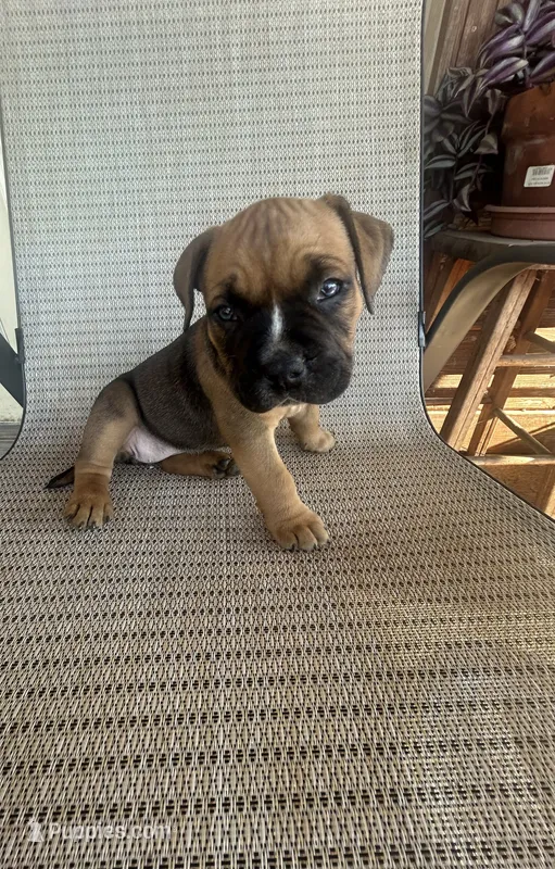 Fawn Female – American Bully puppy for sale in Lamar, MO
