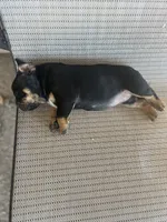 Diva , a female American Bully for sale in Lamar, MO – 2 of 2