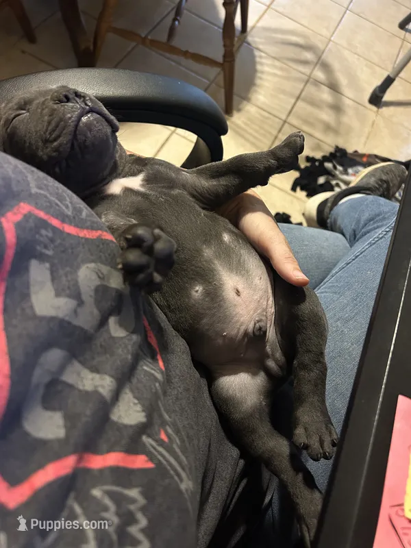 Blue Male – American Bully puppy for sale in Lamar, MO