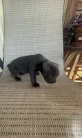 Blue Female, a female American Bully for sale in Lamar, MO – 3 of 4