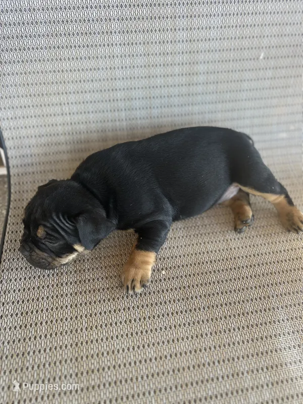 Diva  – American Bully puppy for sale in Lamar, MO