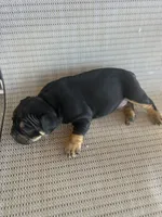 Diva , a female American Bully for sale in Lamar, MO – 1 of 2