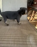 Blue Tri Male, a male American Bully for sale in Lamar, MO – 3 of 4