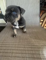 Blue Tri Male, a male American Bully for sale in Lamar, MO – 4 of 4