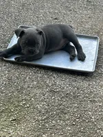 Blue Female, a female American Bully for sale in Lamar, MO – 2 of 4