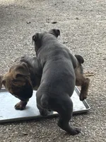Brindle Female, a female American Bully for sale in Lamar, MO – 4 of 4