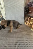 Fawn Female, a female American Bully for sale in Lamar, MO – 4 of 4