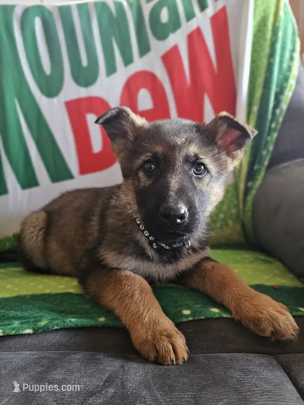 Bilbo – German Shepherd Dog puppy on hold in Spring Green, WI