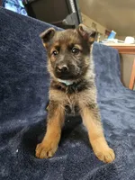 Filli, a male German Shepherd Dog for sale in Spring Green, WI – Photo 4 of 5