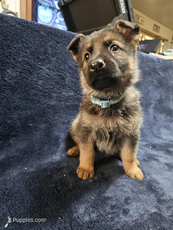 Filli, a male German Shepherd Dog for sale in Spring Green, WI – Photo 1 of 5
