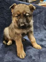 Killi, a female German Shepherd Dog for sale in Spring Green, WI – Photo 3 of 7