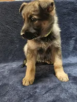 Killi, a female German Shepherd Dog for sale in Spring Green, WI – Photo 6 of 7