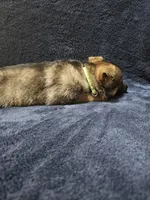 Killi, a female German Shepherd Dog for sale in Spring Green, WI – Photo 7 of 7