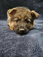 Killi, a female German Shepherd Dog for sale in Spring Green, WI – Photo 1 of 7